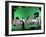 Green Screen-Barry Kite-Framed Art Print