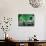 Green Screen-Barry Kite-Art Print displayed on a wall