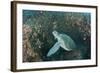 Green Sea Turtle, Aliwal Shoal, Umkomaas, KwaZulu-Natal, South Africa-Pete Oxford-Framed Photographic Print