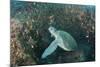 Green Sea Turtle, Aliwal Shoal, Umkomaas, KwaZulu-Natal, South Africa-Pete Oxford-Mounted Photographic Print