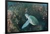 Green Sea Turtle, Aliwal Shoal, Umkomaas, KwaZulu-Natal, South Africa-Pete Oxford-Framed Photographic Print