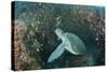 Green Sea Turtle, Aliwal Shoal, Umkomaas, KwaZulu-Natal, South Africa-Pete Oxford-Stretched Canvas