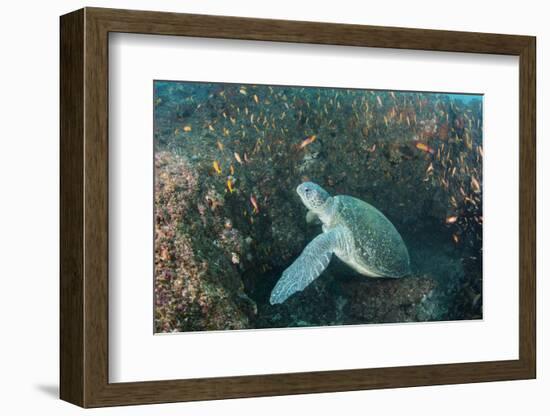 Green Sea Turtle, Aliwal Shoal, Umkomaas, KwaZulu-Natal, South Africa-Pete Oxford-Framed Photographic Print