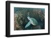 Green Sea Turtle, Aliwal Shoal, Umkomaas, KwaZulu-Natal, South Africa-Pete Oxford-Framed Photographic Print