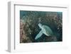 Green Sea Turtle, Aliwal Shoal, Umkomaas, KwaZulu-Natal, South Africa-Pete Oxford-Framed Photographic Print