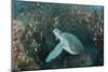 Green Sea Turtle, Aliwal Shoal, Umkomaas, KwaZulu-Natal, South Africa-Pete Oxford-Mounted Photographic Print