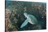 Green Sea Turtle, Aliwal Shoal, Umkomaas, KwaZulu-Natal, South Africa-Pete Oxford-Stretched Canvas