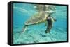 Green Sea Turtle at Water's Surface-null-Framed Stretched Canvas