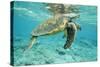 Green Sea Turtle at Water's Surface-null-Stretched Canvas