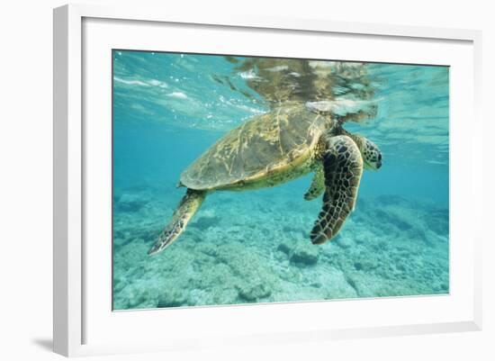 Green Sea Turtle at Water's Surface-null-Framed Photographic Print