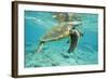 Green Sea Turtle at Water's Surface-null-Framed Photographic Print
