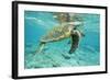 Green Sea Turtle at Water's Surface-null-Framed Photographic Print