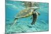 Green Sea Turtle at Water's Surface-null-Mounted Photographic Print