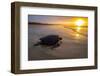 Green sea turtle basking on beach at sunrise, Galapagos-Tui De Roy-Framed Photographic Print