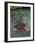 Green Sea Turtle, Bocas del Toro Islands, Panama-Art Wolfe-Framed Photographic Print