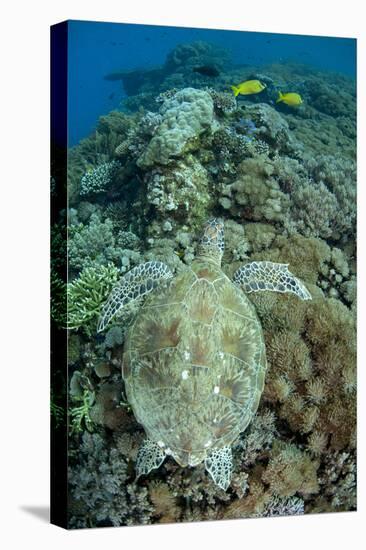 Green Sea Turtle (Chelonia mydas) adult, swimming over coral reef, near Komodo Island-Colin Marshall-Stretched Canvas