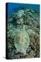 Green Sea Turtle (Chelonia mydas) adult, swimming over coral reef, near Komodo Island-Colin Marshall-Stretched Canvas