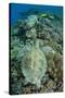 Green Sea Turtle (Chelonia mydas) adult, swimming over coral reef, near Komodo Island-Colin Marshall-Stretched Canvas