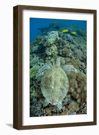 Green Sea Turtle (Chelonia mydas) adult, swimming over coral reef, near Komodo Island-Colin Marshall-Framed Photographic Print