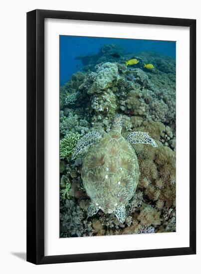 Green Sea Turtle (Chelonia mydas) adult, swimming over coral reef, near Komodo Island-Colin Marshall-Framed Photographic Print