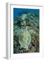 Green Sea Turtle (Chelonia mydas) adult, swimming over coral reef, near Komodo Island-Colin Marshall-Framed Photographic Print