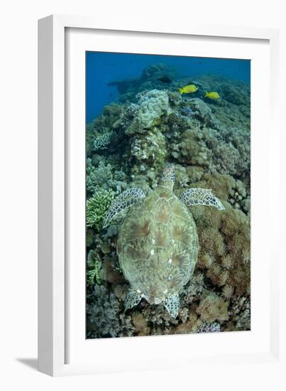 Green Sea Turtle (Chelonia mydas) adult, swimming over coral reef, near Komodo Island-Colin Marshall-Framed Photographic Print