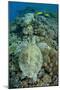 Green Sea Turtle (Chelonia mydas) adult, swimming over coral reef, near Komodo Island-Colin Marshall-Mounted Photographic Print