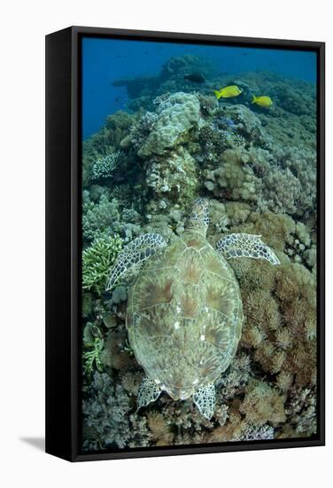 Green Sea Turtle (Chelonia mydas) adult, swimming over coral reef, near Komodo Island-Colin Marshall-Framed Stretched Canvas