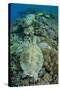 Green Sea Turtle (Chelonia mydas) adult, swimming over coral reef, near Komodo Island-Colin Marshall-Stretched Canvas