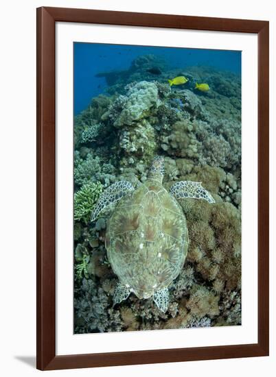 Green Sea Turtle (Chelonia mydas) adult, swimming over coral reef, near Komodo Island-Colin Marshall-Framed Photographic Print