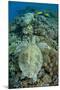 Green Sea Turtle (Chelonia mydas) adult, swimming over coral reef, near Komodo Island-Colin Marshall-Mounted Photographic Print