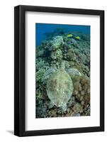 Green Sea Turtle (Chelonia mydas) adult, swimming over coral reef, near Komodo Island-Colin Marshall-Framed Photographic Print