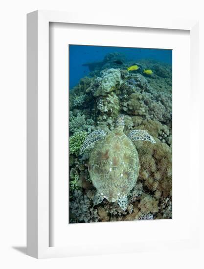 Green Sea Turtle (Chelonia mydas) adult, swimming over coral reef, near Komodo Island-Colin Marshall-Framed Photographic Print