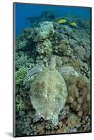 Green Sea Turtle (Chelonia mydas) adult, swimming over coral reef, near Komodo Island-Colin Marshall-Mounted Photographic Print
