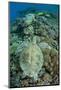 Green Sea Turtle (Chelonia mydas) adult, swimming over coral reef, near Komodo Island-Colin Marshall-Mounted Photographic Print