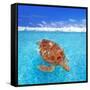 Green Sea Turtle Chelonia Mydas Caribbean Sea Cheloniidae Water Surface-Natureworld-Framed Stretched Canvas