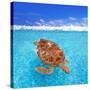 Green Sea Turtle Chelonia Mydas Caribbean Sea Cheloniidae Water Surface-Natureworld-Stretched Canvas