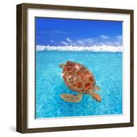 Green Sea Turtle Chelonia Mydas Caribbean Sea Cheloniidae Water Surface-Natureworld-Framed Photographic Print