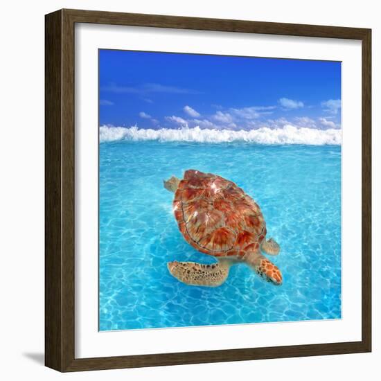 Green Sea Turtle Chelonia Mydas Caribbean Sea Cheloniidae Water Surface-Natureworld-Framed Photographic Print