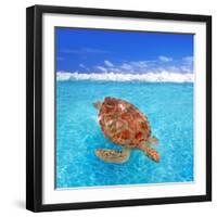 Green Sea Turtle Chelonia Mydas Caribbean Sea Cheloniidae Water Surface-Natureworld-Framed Photographic Print