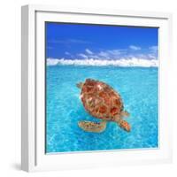 Green Sea Turtle Chelonia Mydas Caribbean Sea Cheloniidae Water Surface-Natureworld-Framed Photographic Print