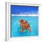 Green Sea Turtle Chelonia Mydas Caribbean Sea Cheloniidae Water Surface-Natureworld-Framed Photographic Print