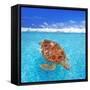 Green Sea Turtle Chelonia Mydas Caribbean Sea Cheloniidae Water Surface-Natureworld-Framed Stretched Canvas