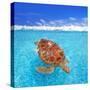 Green Sea Turtle Chelonia Mydas Caribbean Sea Cheloniidae Water Surface-Natureworld-Stretched Canvas