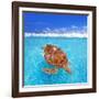 Green Sea Turtle Chelonia Mydas Caribbean Sea Cheloniidae Water Surface-Natureworld-Framed Photographic Print