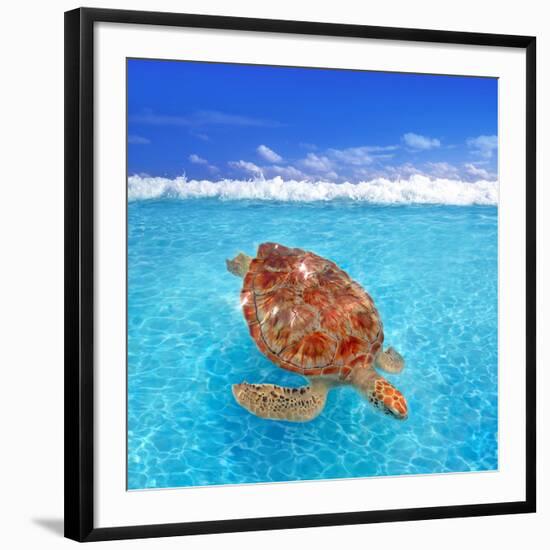 Green Sea Turtle Chelonia Mydas Caribbean Sea Cheloniidae Water Surface-Natureworld-Framed Photographic Print