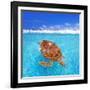 Green Sea Turtle Chelonia Mydas Caribbean Sea Cheloniidae Water Surface-Natureworld-Framed Photographic Print