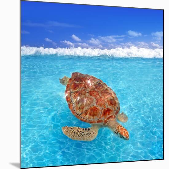 Green Sea Turtle Chelonia Mydas Caribbean Sea Cheloniidae Water Surface-Natureworld-Mounted Photographic Print