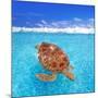 Green Sea Turtle Chelonia Mydas Caribbean Sea Cheloniidae Water Surface-Natureworld-Mounted Photographic Print