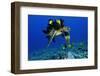 Green sea turtle, Chelonia mydas, gets cleaned by yellow tangs, Zebrasoma flavescens-Andre Seale-Framed Photographic Print